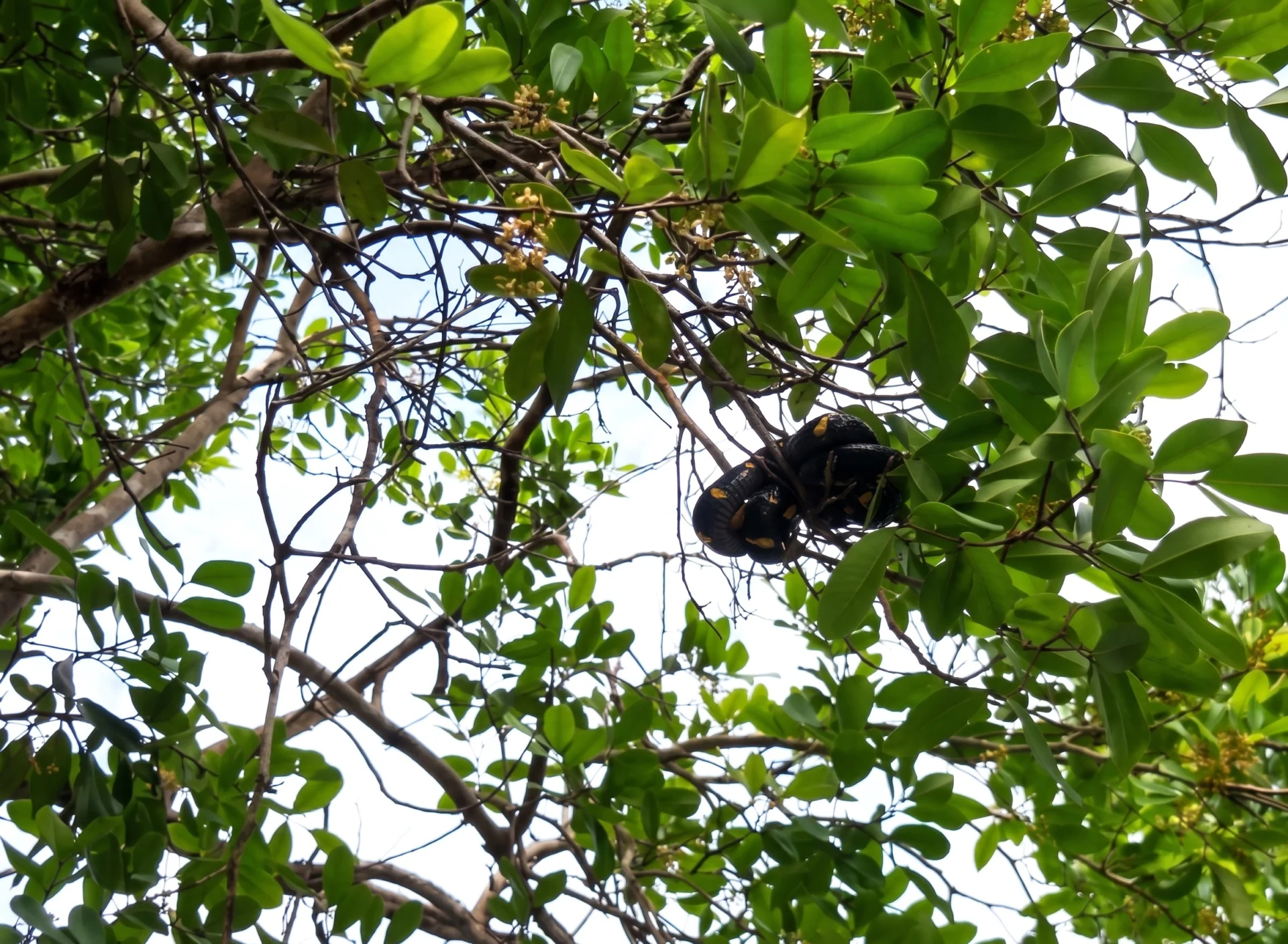 Best Fireflies Tour in Batam
